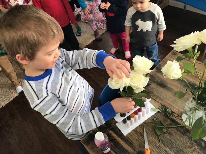 young boy putting white flower in vase