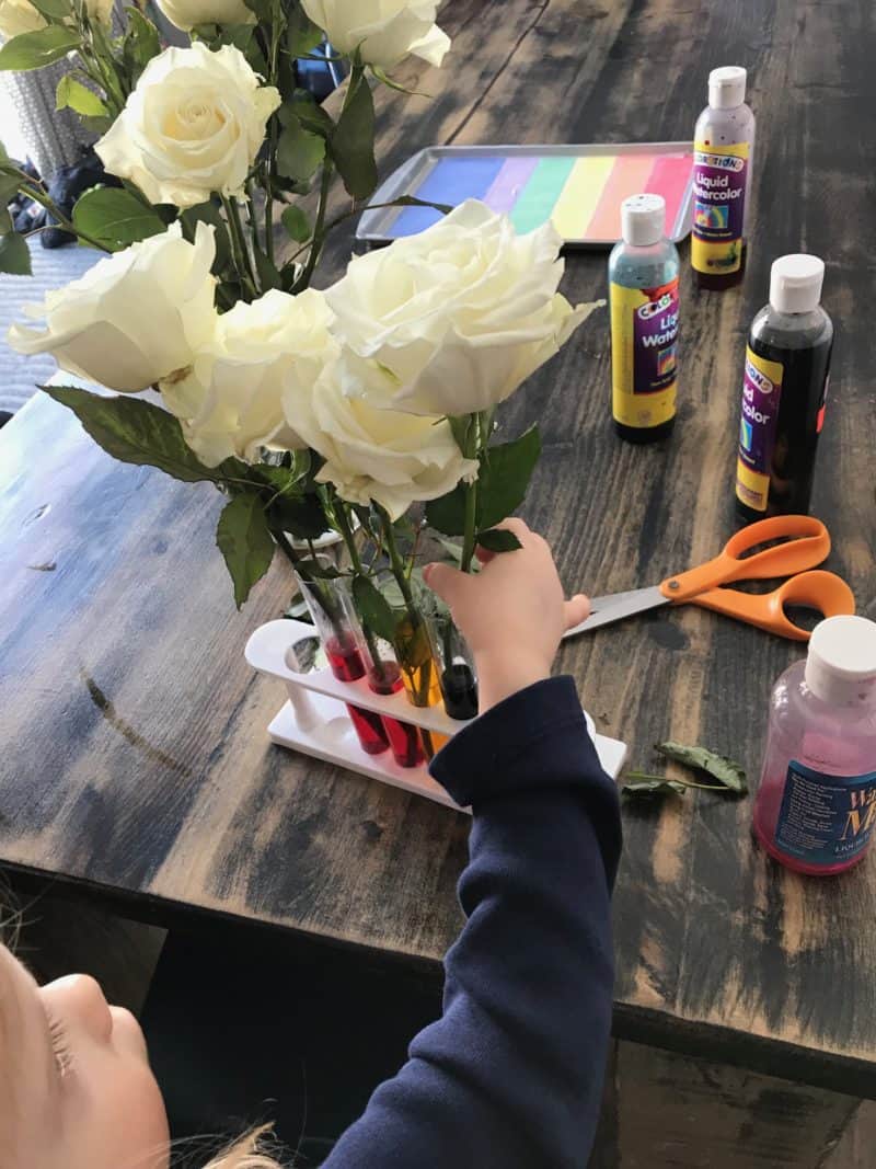 young girl placing flower in colored water vase