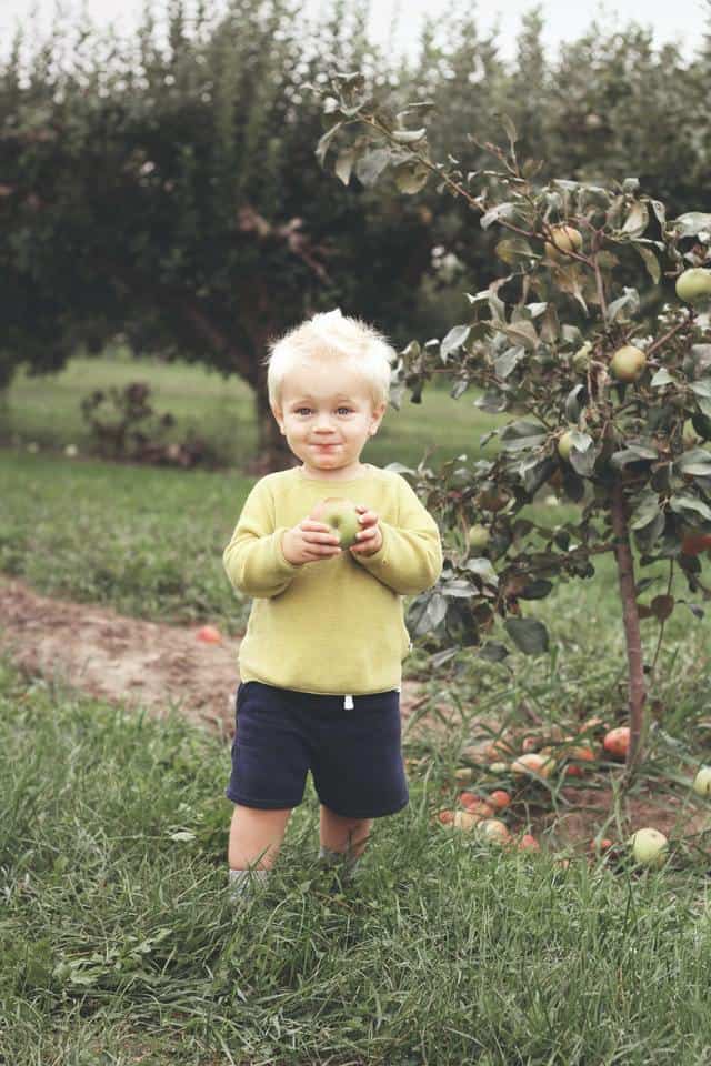 toddler eating apple in apple orchard learning about apples