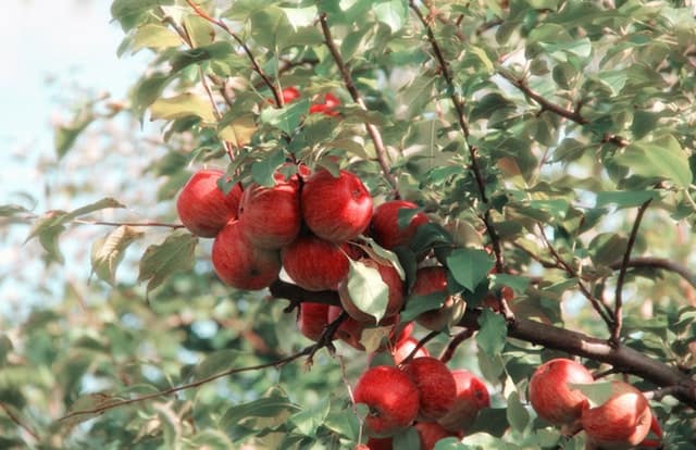 apples in a tree learning about apples