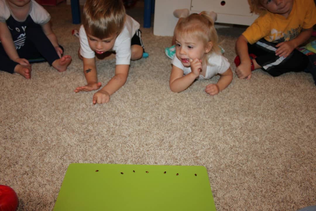 apple activity counting apple seeds